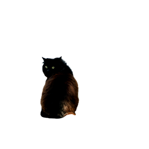 A Black Cat Sits Outdoors Near A Rock With A Painted Smile, Bathed In Soft Daylight. 19546 - Cat PNG image with transparent background